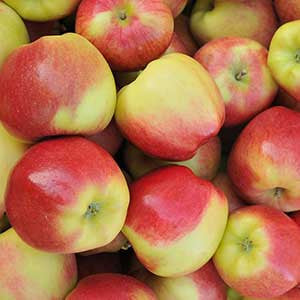 Fall Ambrosia Apples!