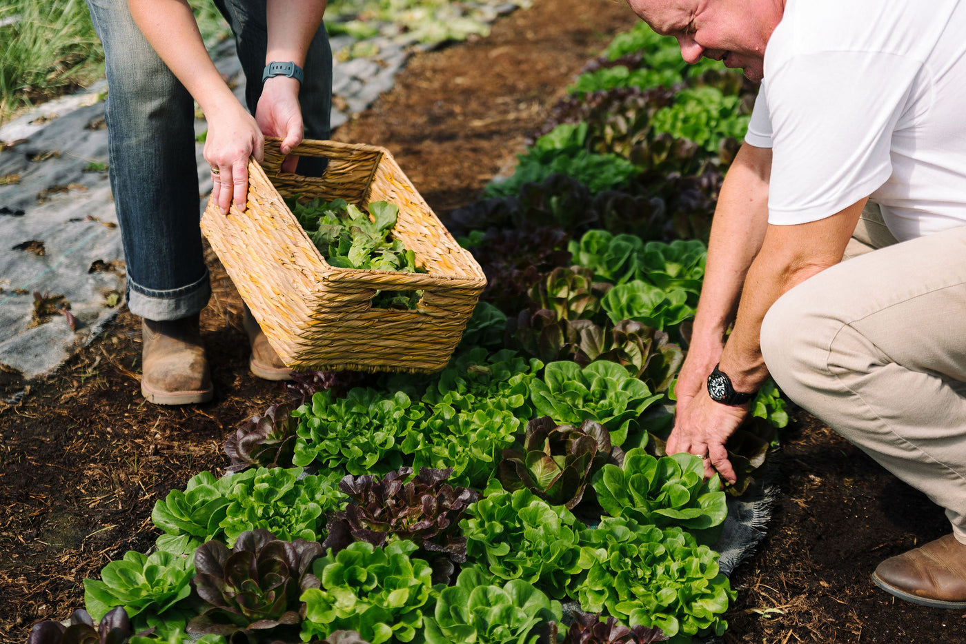 Kent and Michelle Krause working together, gathering fresh lettuce from their high tunnel at Krause House Farms.